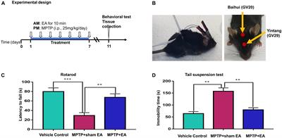 Electro-Acupuncture Ameliorated MPTP-Induced Parkinsonism in Mice via TrkB Neurotrophic Signaling